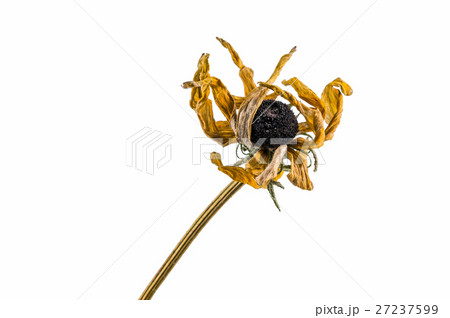dried artichoke flowers dried artichoke flowers 27237599