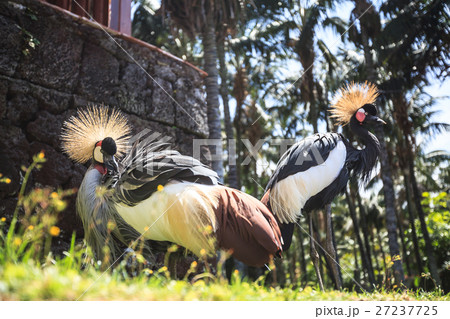 Balearica pavonina  or Crowned Crane 27237725