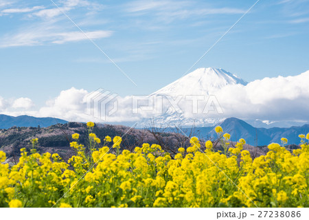 吾妻山公園　菜の花と富士山 27238086