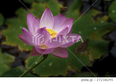 花 フラワー お花 27238245