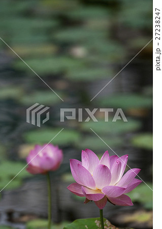 花 フラワー お花 27238247