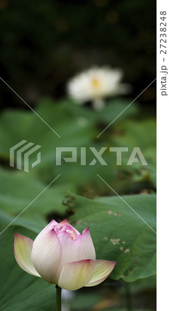 花 フラワー お花 27238248