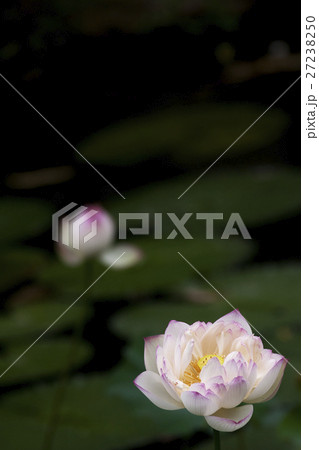 花 フラワー お花 27238250