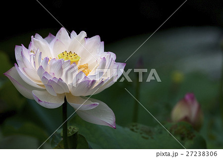 花 フラワー お花 27238306