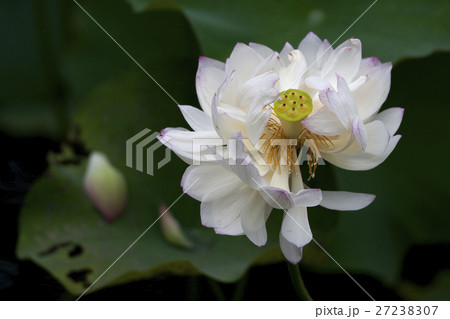 花 フラワー お花 27238307