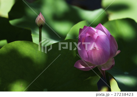 花 フラワー お花 27238423