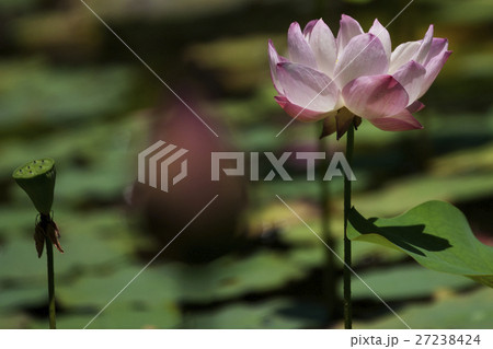 花 フラワー お花 27238424