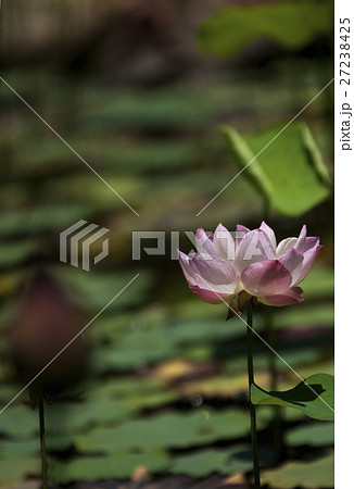 花 フラワー お花 27238425