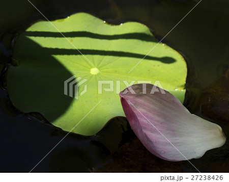 花 フラワー お花 27238426