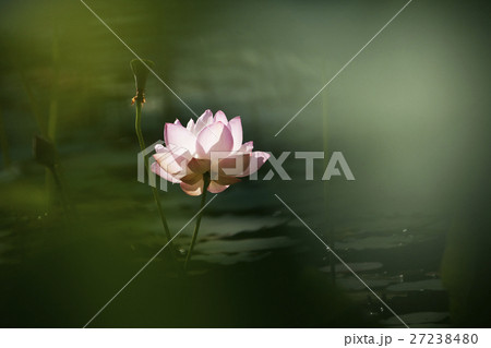 花 フラワー お花 27238480