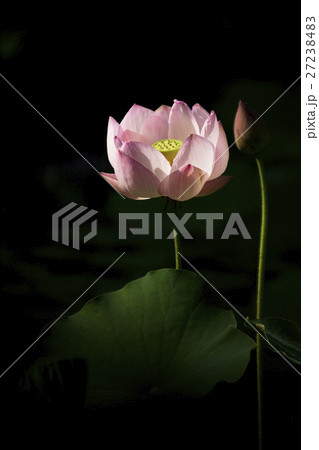 花 フラワー お花 27238483