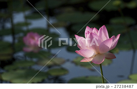 花 フラワー お花 27238487