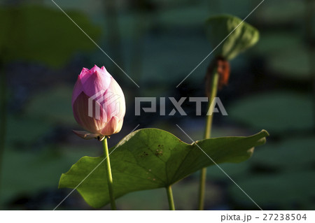 花 フラワー お花 27238504