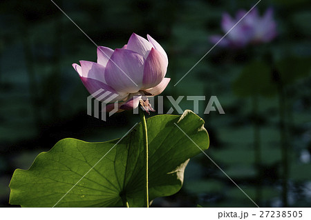 花 フラワー お花 27238505