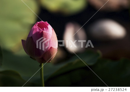 花 フラワー お花 27238524