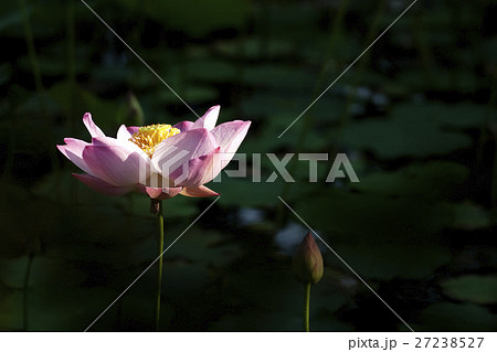 花 フラワー お花 27238527