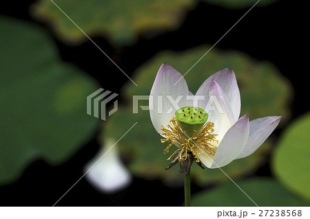 花 フラワー お花 27238568