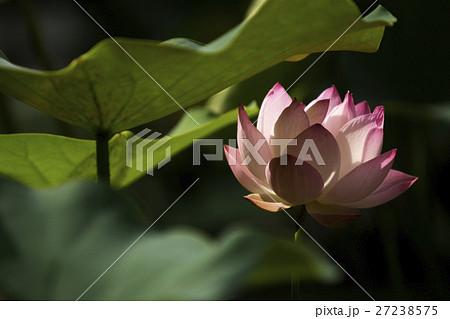 花 フラワー お花 27238575