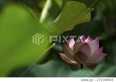 花 フラワー お花 27238604