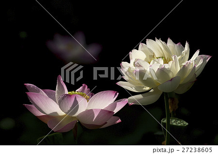 花 フラワー お花 27238605