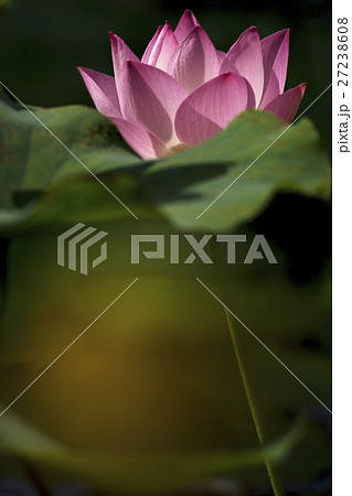 花 フラワー お花 27238608