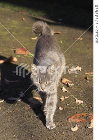 野良猫の写真 野良猫の写真 27238620
