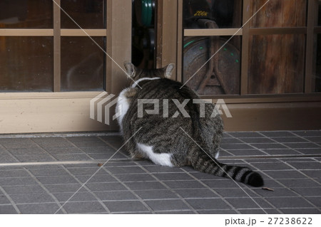 食事処を覗く、野良猫 27238622