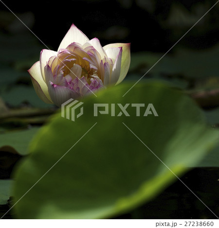 花 フラワー お花 27238660