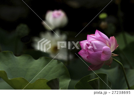 花 フラワー お花 27238695