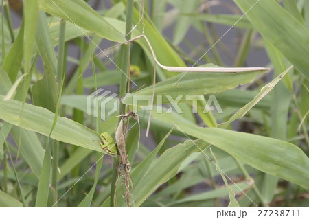 アシの葉にとまるアマガエル 27238711