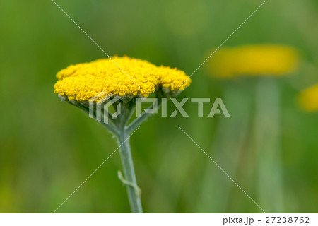 Yarrow Achillea Filipendulina Flower Detail 27238762
