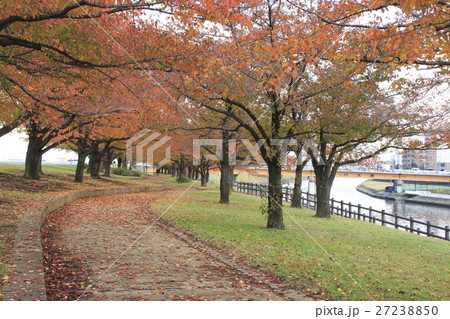 秋の赤羽桜堤緑地と新荒川大橋 秋の赤羽桜堤緑地と新荒川大橋 27238850