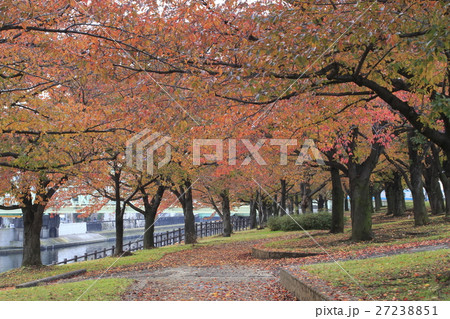 秋の赤羽桜堤緑地 27238851