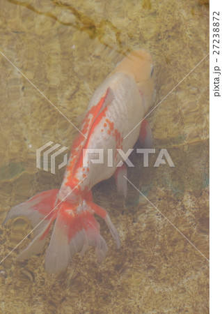 水元公園の金魚(和金) 水元公園の金魚(和金) 27238872