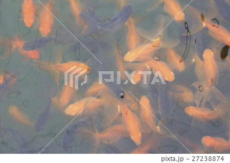 水元公園の金魚(琉金) 水元公園の金魚(琉金) 27238874