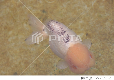 水元公園の金魚(ランチュウ) 水元公園の金魚(ランチュウ) 27238908