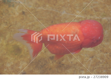 水元公園の金魚(ランチュウ) 水元公園の金魚(ランチュウ) 27238909