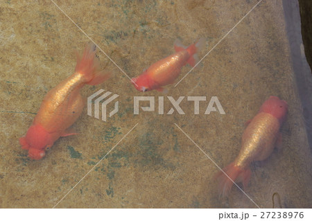 水元公園の金魚(ハナフサ) 水元公園の金魚(ハナフサ) 27238976