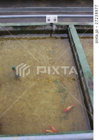 水元公園の金魚(ハナフサ) 水元公園の金魚(ハナフサ) 27238977