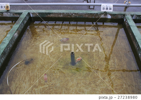 水元公園の金魚(ピンポンパール) 水元公園の金魚(ピンポンパール) 27238980