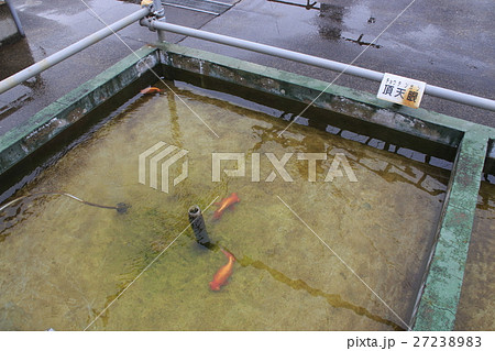 水元公園の金魚（チョウテンガン） 27238983