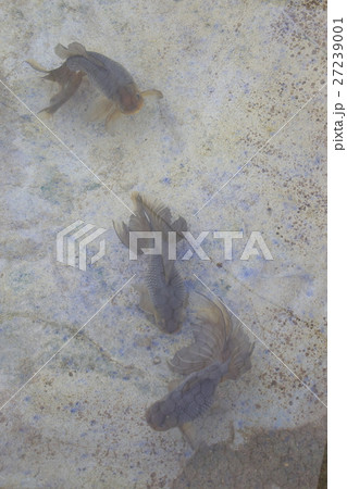 水元公園の金魚(セイブンギョ) 水元公園の金魚(セイブンギョ) 27239001