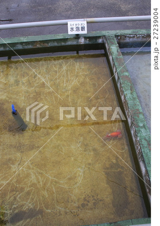 水元公園の金魚(スイホウガン) 水元公園の金魚(スイホウガン) 27239004