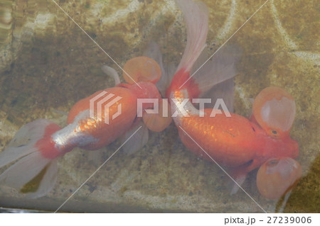 水元公園の金魚(スイホウガン) 水元公園の金魚(スイホウガン) 27239006