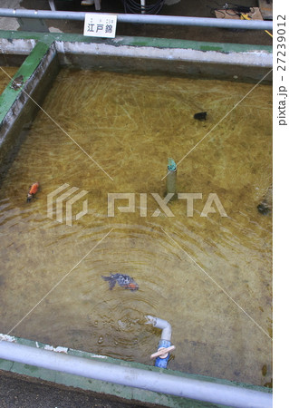 水元公園の金魚(エドニシキ) 水元公園の金魚(エドニシキ) 27239012