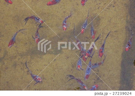 水元公園の金魚(シュブンキン) 水元公園の金魚(シュブンキン) 27239024
