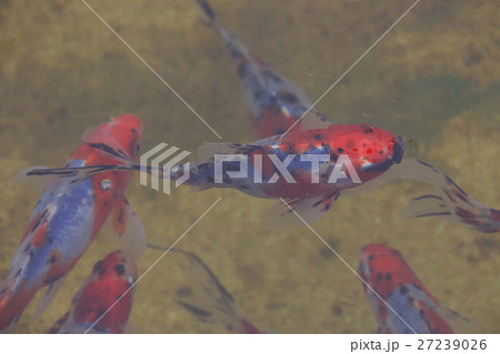 水元公園の金魚(シュブンキン) 水元公園の金魚(シュブンキン) 27239026
