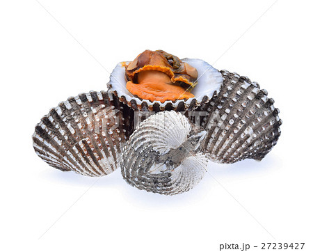 fresh cockles seafood on white background fresh cockles seafood on white background 27239427
