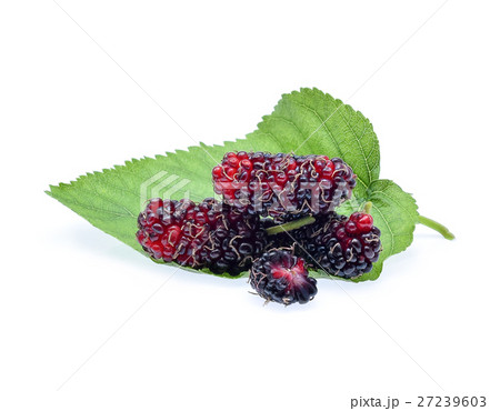 Mulberry with leaf Isolated on white background Mulberry with leaf Isolated on white background 27239603