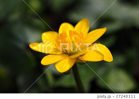 ヒメリュウキンカの花 ヒメリュウキンカの花 27240311